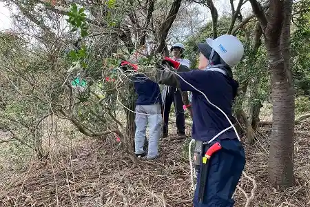 ツルの整理