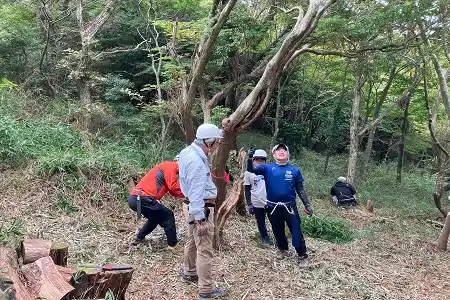 森の立木伐採