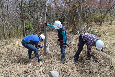 広場での伐木