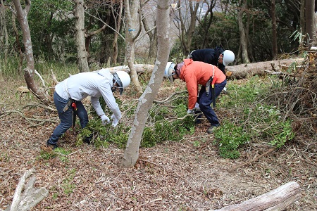 倒した木の整理