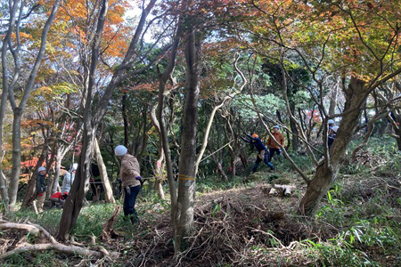 ロープを掛けて木を切り倒す