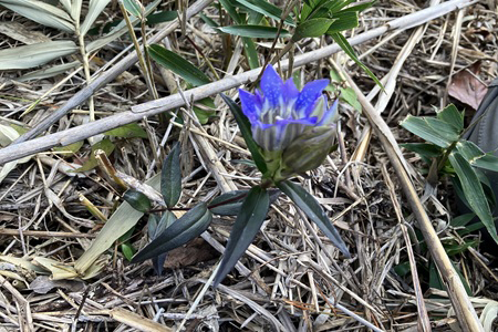 リンドウが咲いていた