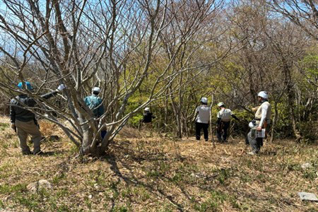 作業エリアの樹木確認