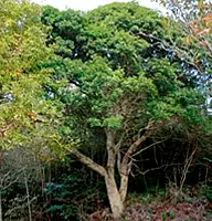 KOBELCOの森画像1