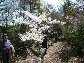 桜が満開でした。