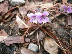 ひっそり咲いているスミレの花にも目を向けることができました。