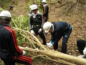 協力して枝落とし作業を行ないます。