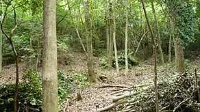 森の中に少しずつ陽射しが戻ってきました。