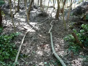 森の奥では道づくりが始まりました。<br>間伐した木を活用しています。