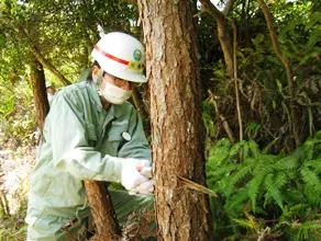 危険を伴う伐倒作業では、倒す方向を見定め、注意深く受け口を入れていきます。