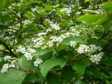 木陰に咲き誇る可憐な花達。