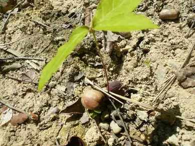 日が差し込み始めたエリアに新たな芽吹きがあちこちに見られました。