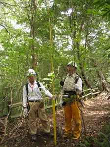 測りたい樹のそばで測高桿を木の高さと同じ長さまで伸ばし、目盛を読み取ります。