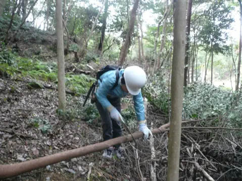 伐倒した樹は一定サイズに小さく切っていきます。