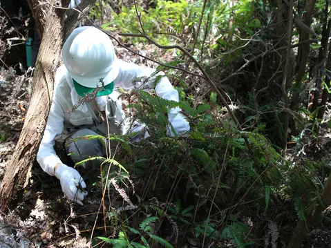 尾根道沿いはコシダが茂って地面に日が当たらなくなっているので、丁寧に刈り取っていきます。