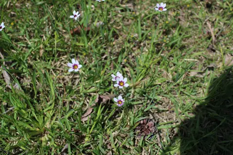 小さなニワゼキショウの花が、森のあちこちに咲いていました。