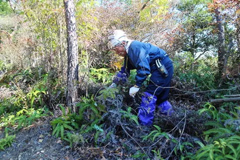 こちらは尾根道周辺の整備。地面を覆うコシダも丁寧に刈り取ります。
