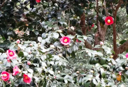 山椿の花も色鮮やかに咲き誇っていました