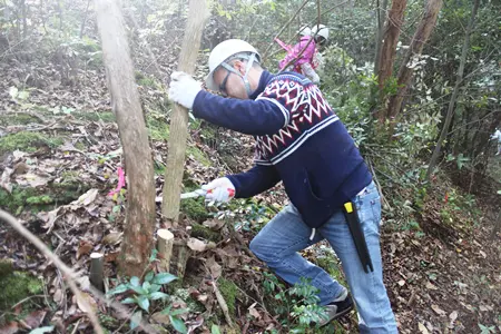 間伐作業真っ最中