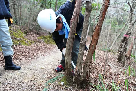 少年も伐採に挑戦