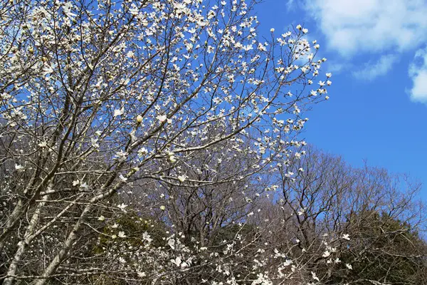 園内にこぶしが満開になっていました