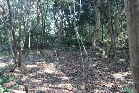 午後にはすっかり明るい森に