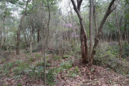 すっかりきれいになった森