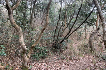 森林整備前の活動地