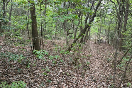 森林整備後の活動地（1班2班）