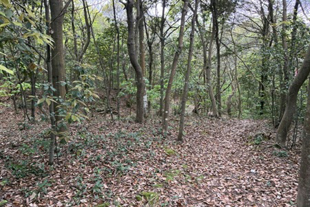 森林整備後の活動地（3班4班）