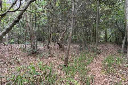 森林整備後の活動地（5班6班）