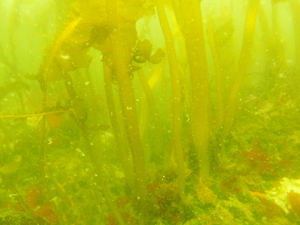 海藻（わかめ）の繁茂状況